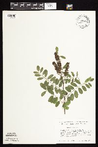 Amorpha fruticosa image