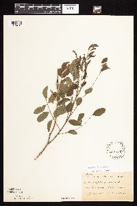 Image of Amorpha fruticosa