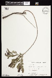Amorpha nana image
