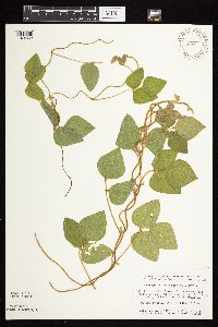 Amphicarpaea bracteata image
