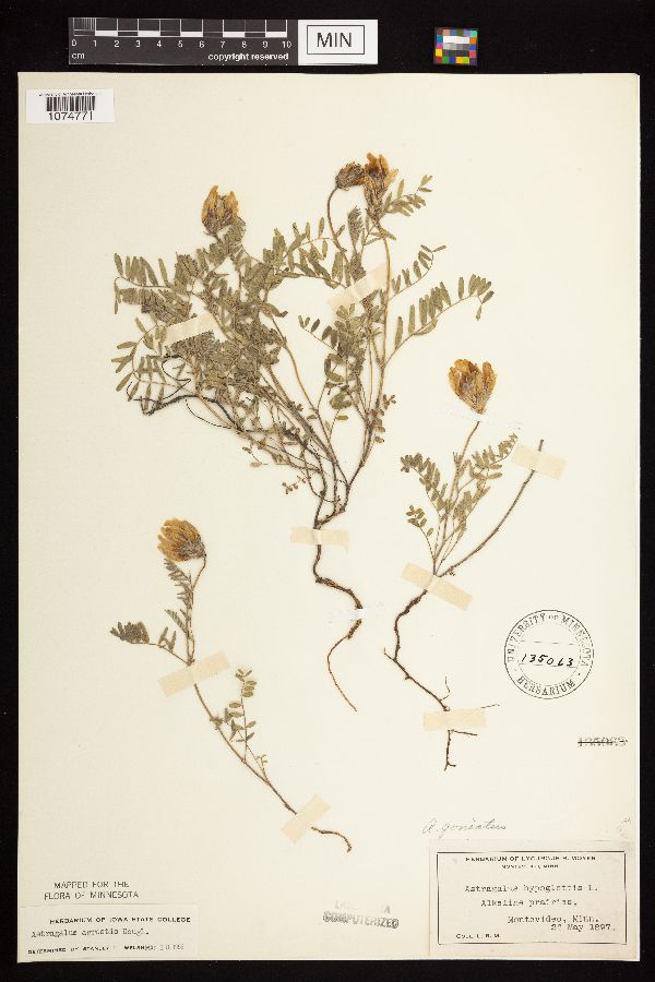 Astragalus agrestis image