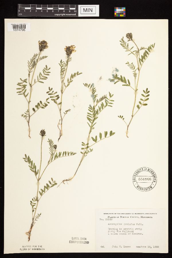 Astragalus agrestis image