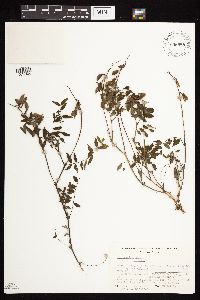 Astragalus alpinus image