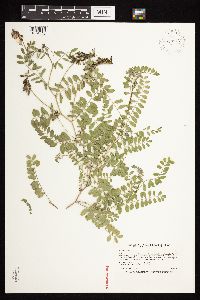 Image of Astragalus alpinus