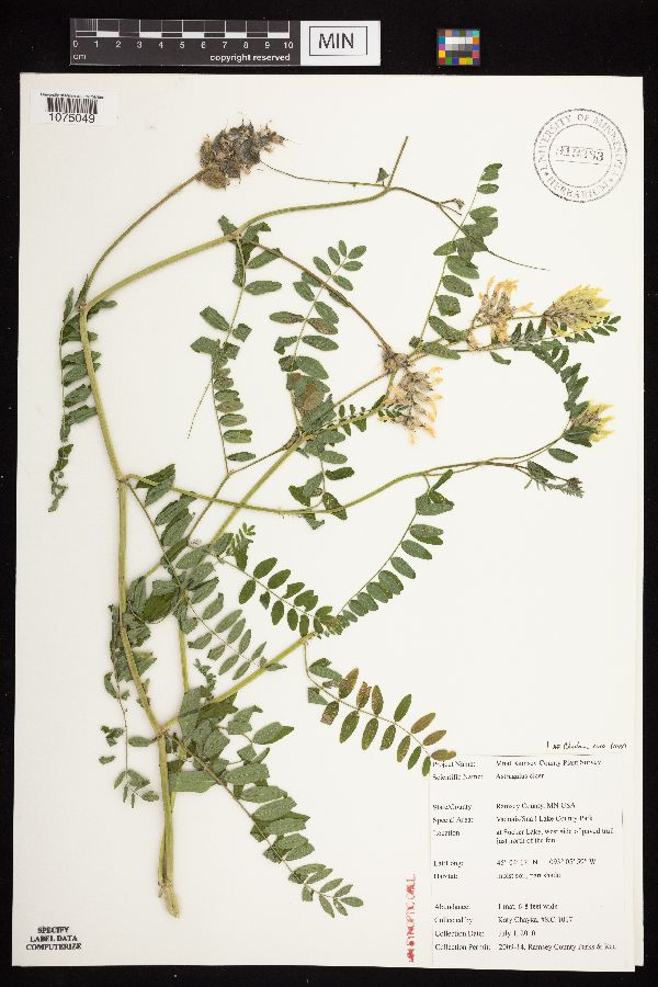 Astragalus cicer image