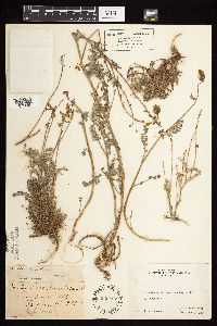 Image of Astragalus congdonii