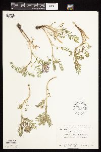 Astragalus crassicarpus var. crassicarpus image