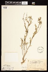 Astragalus flexuosus image