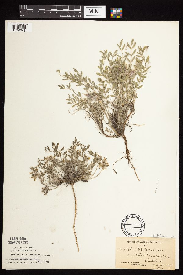 Astragalus lotiflorus image