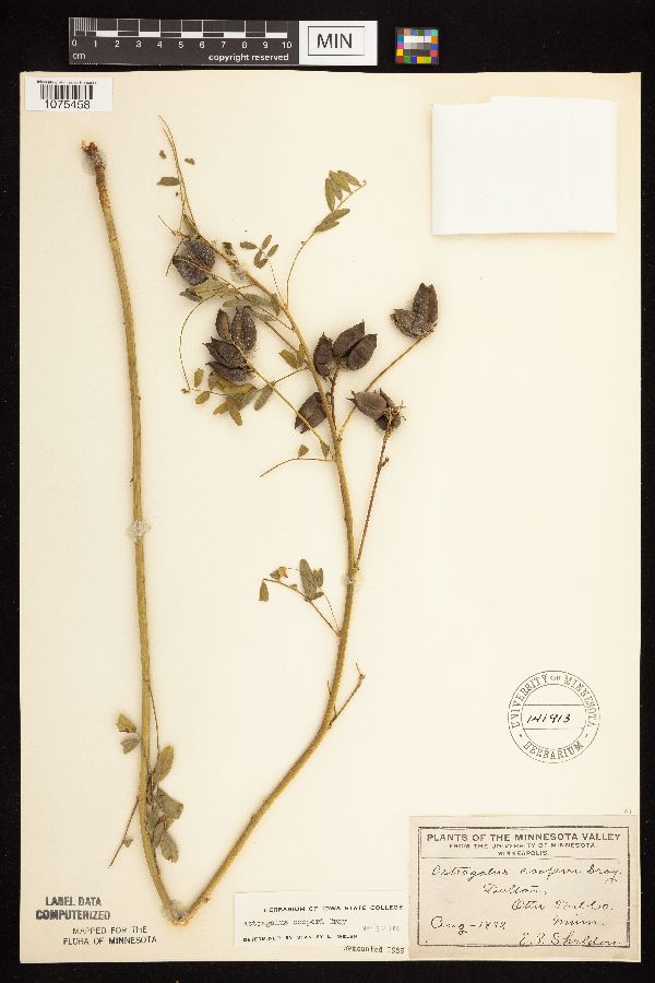 Astragalus neglectus image