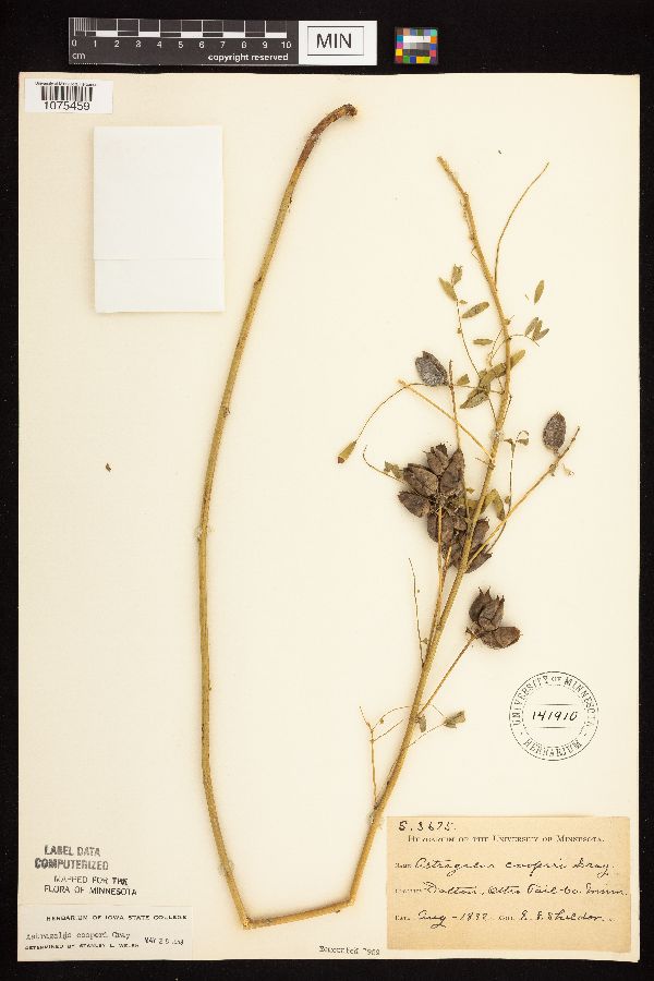 Astragalus neglectus image
