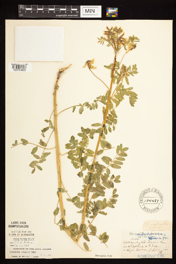 Astragalus neglectus image