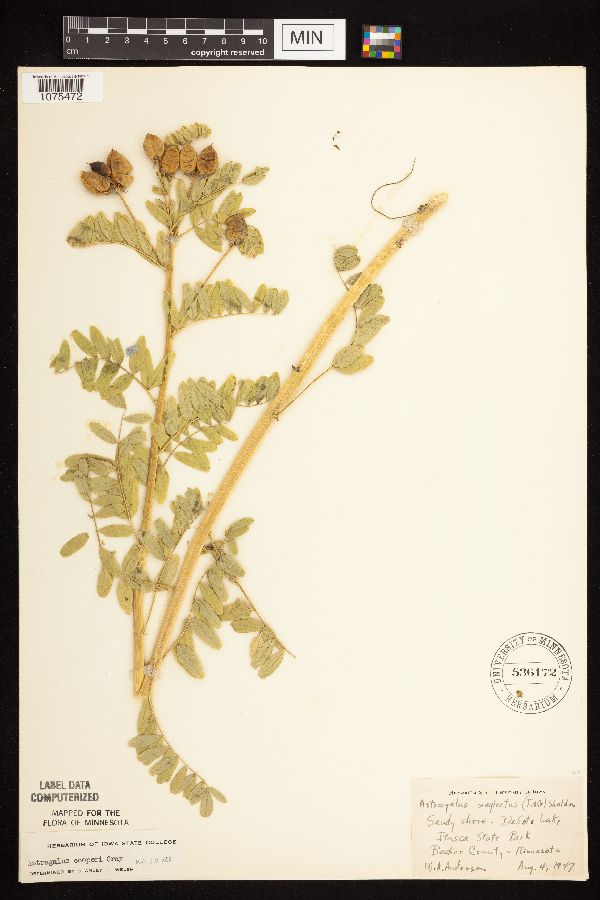 Astragalus neglectus image