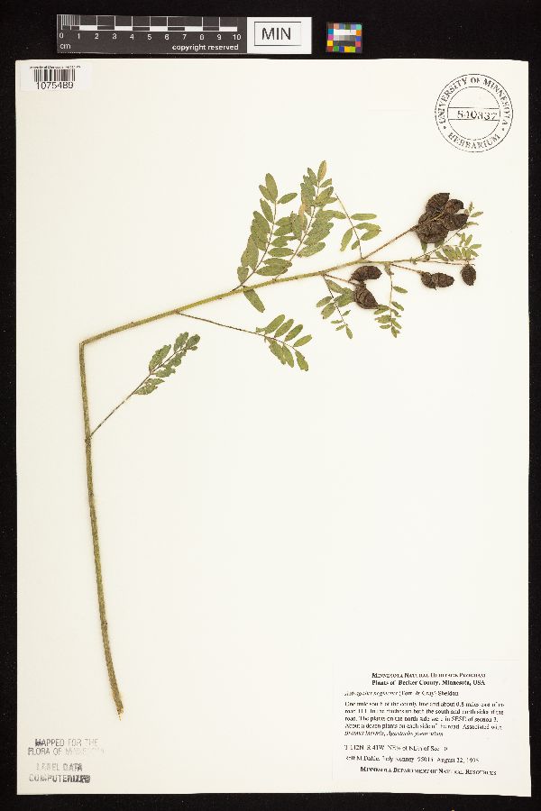 Astragalus neglectus image