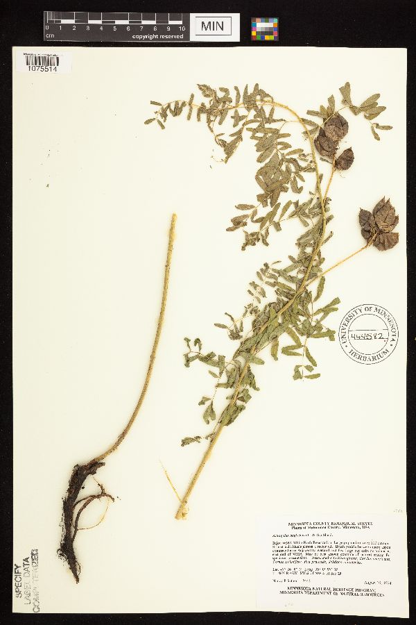 Astragalus neglectus image