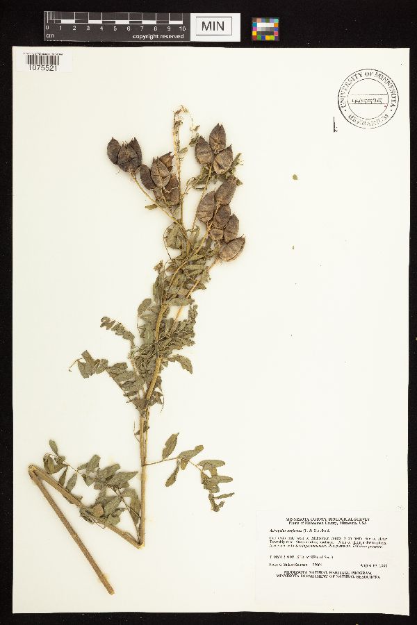 Astragalus neglectus image