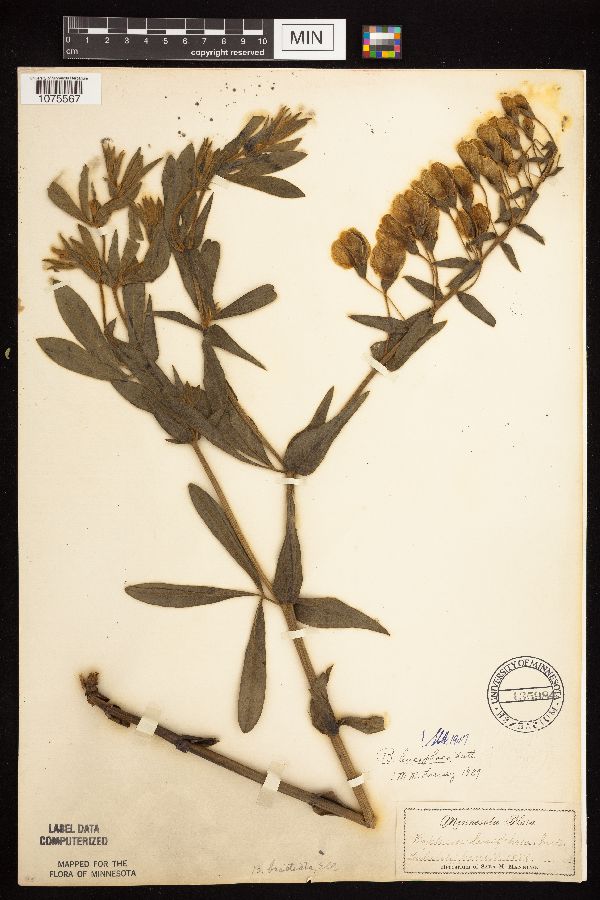 Baptisia bracteata image