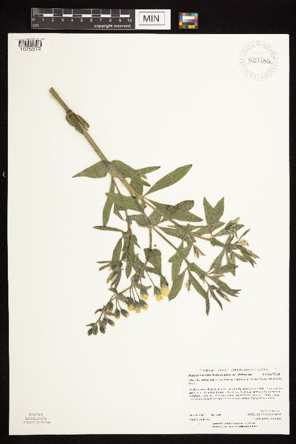 Baptisia image