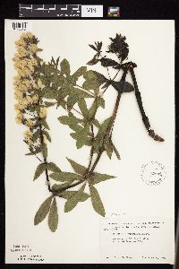 Baptisia bracteata subsp. leucophaea image