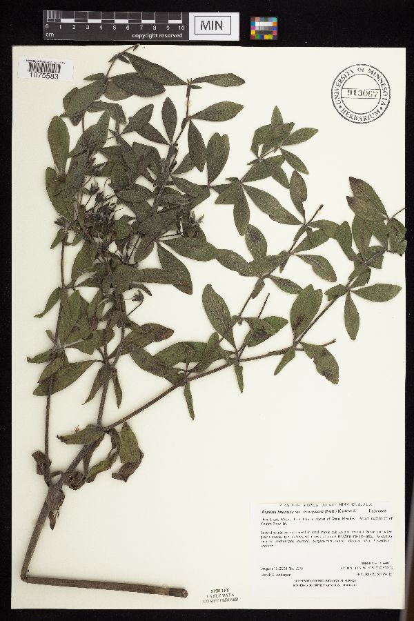 Baptisia leucophaea image