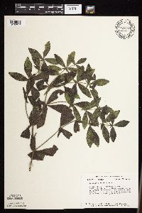 Baptisia bracteata subsp. leucophaea image