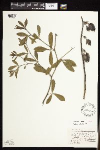 Image of Baptisia alba