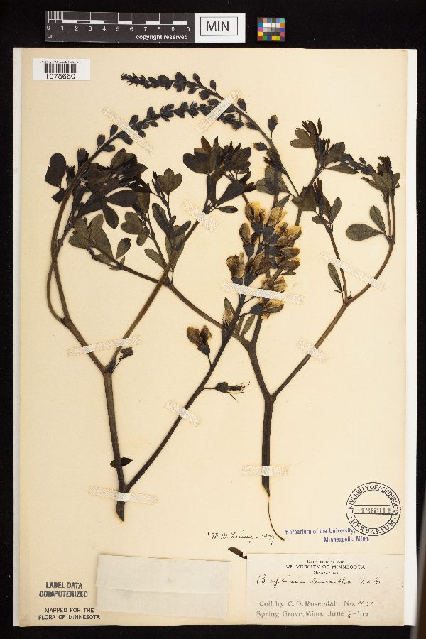 Baptisia alba image