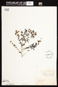 Baptisia tinctoria image