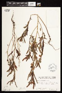 Chamaecrista fasciculata image