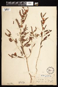 Image of Chamaecrista fasciculata