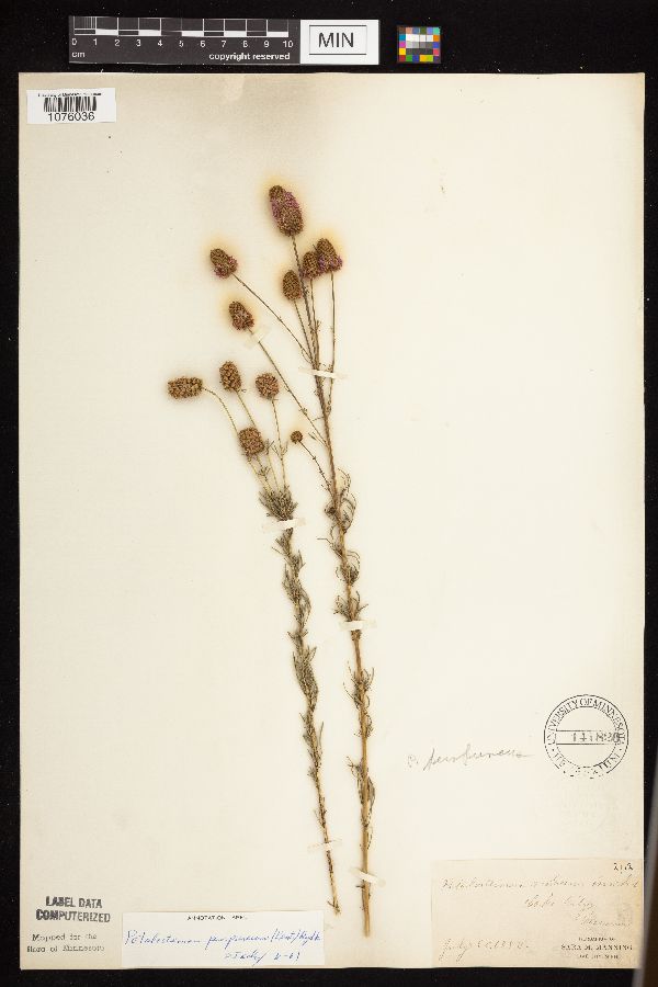 Dalea purpurea image