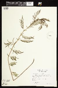 Image of Desmanthus illinoensis