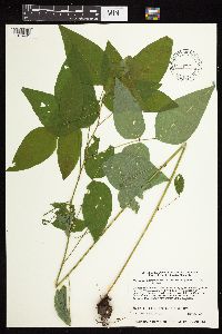 Desmodium cuspidatum image