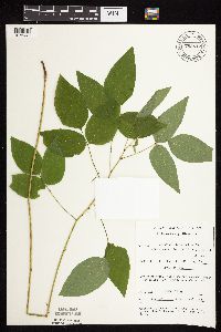 Desmodium cuspidatum image