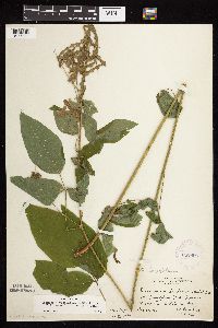 Desmodium cuspidatum image