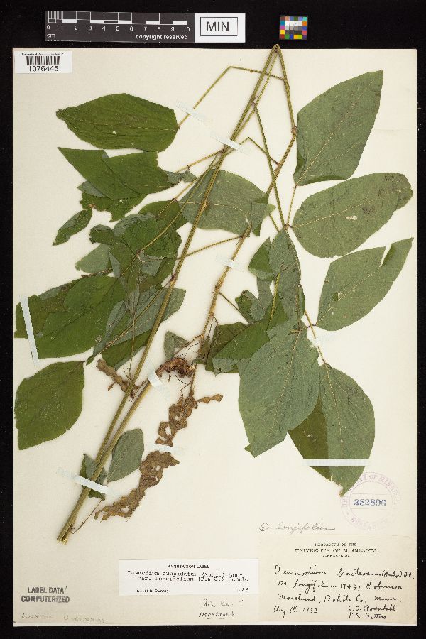 Desmodium cuspidatum image