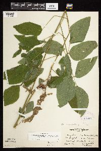 Desmodium cuspidatum image