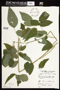 Desmodium cuspidatum image