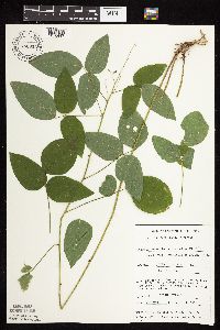 Desmodium cuspidatum image