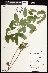 Desmodium cuspidatum image