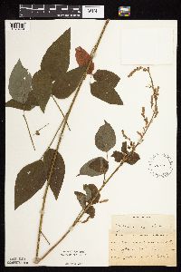 Desmodium cuspidatum image