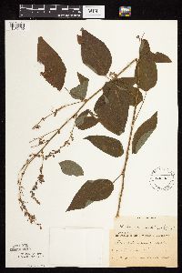 Desmodium cuspidatum image