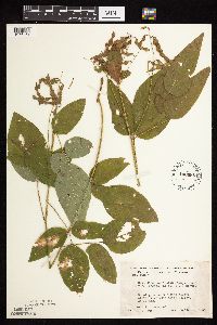 Desmodium cuspidatum image