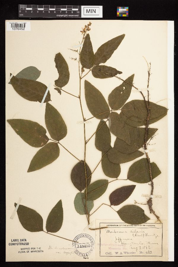 Desmodium cuspidatum image