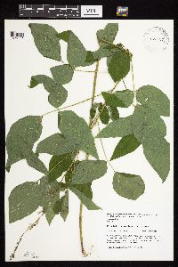 Desmodium cuspidatum image