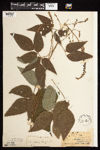 Desmodium cuspidatum image