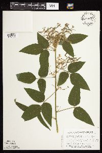 Desmodium cuspidatum image