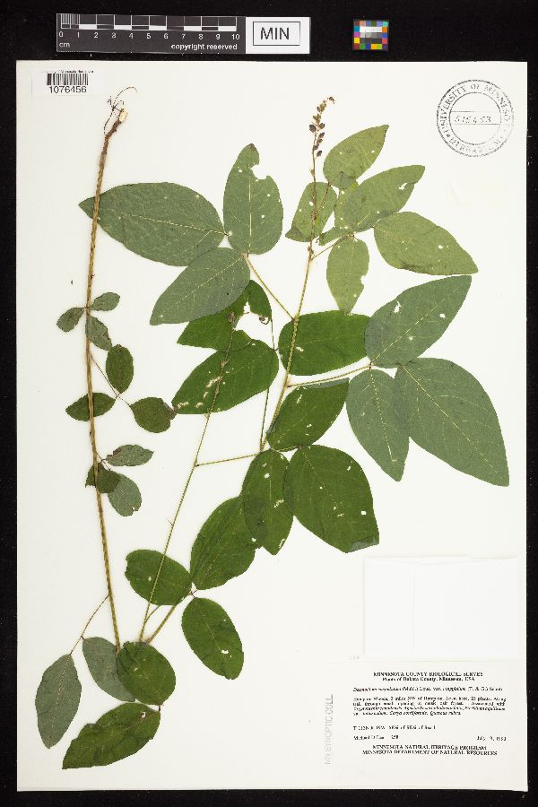 Desmodium cuspidatum image