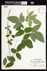 Desmodium cuspidatum image