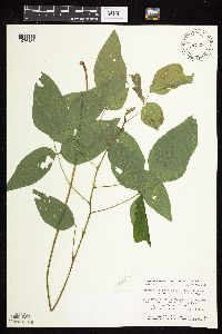 Desmodium cuspidatum image